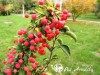 Obelis ,Adirondack' (lot. Malus) -c5